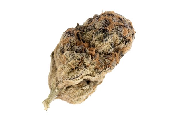 Canify Cannabis flos 23/1 PRT Ku. Black Cherry Pie