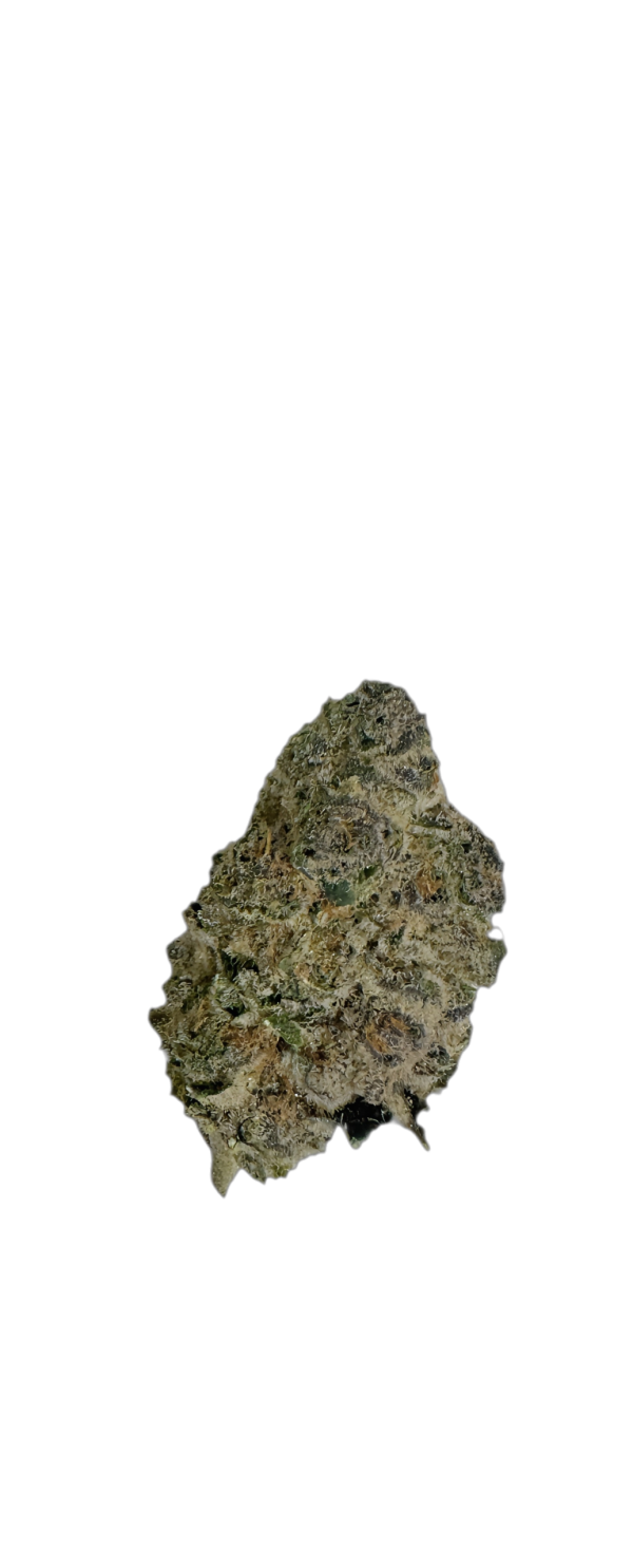 GrowMotion SBC 24 – Super Buff Cherry