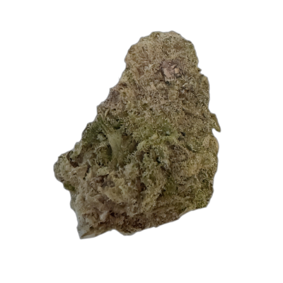 Wellford Aquaponic 29/1 LBO Legendary Bozy