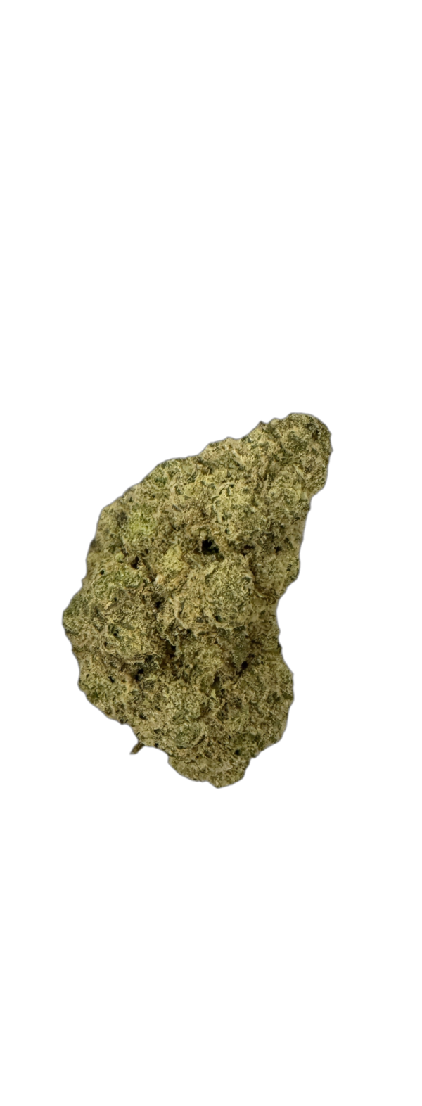 Avaay Signature 31/1 GOG Gossip Gun