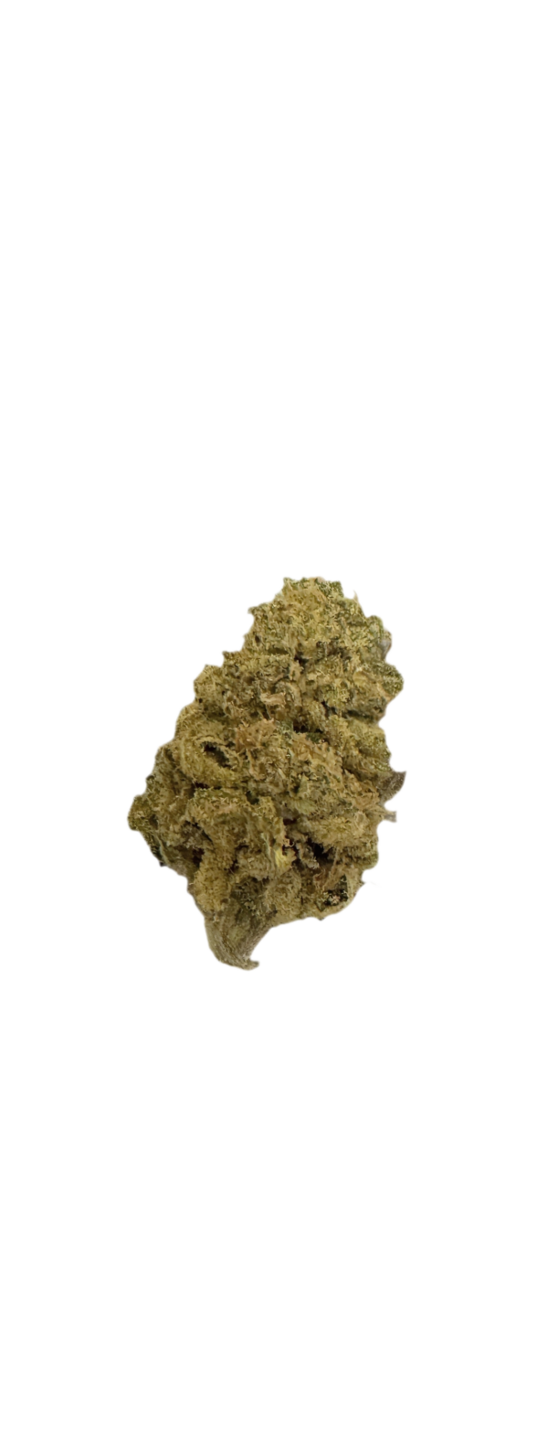Sinceritas Sativa Verum 24/1 TC Tropical Cake