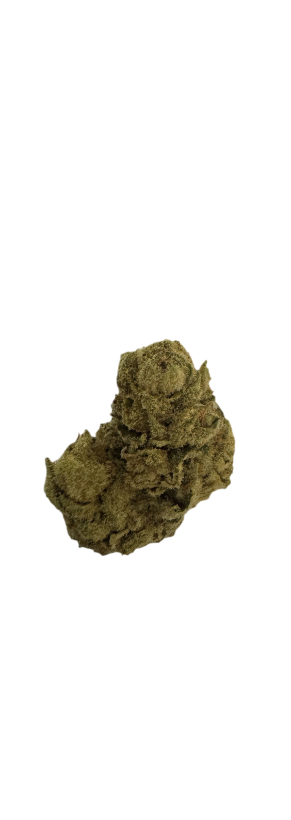Barongo 18/1 WG Gelato 41