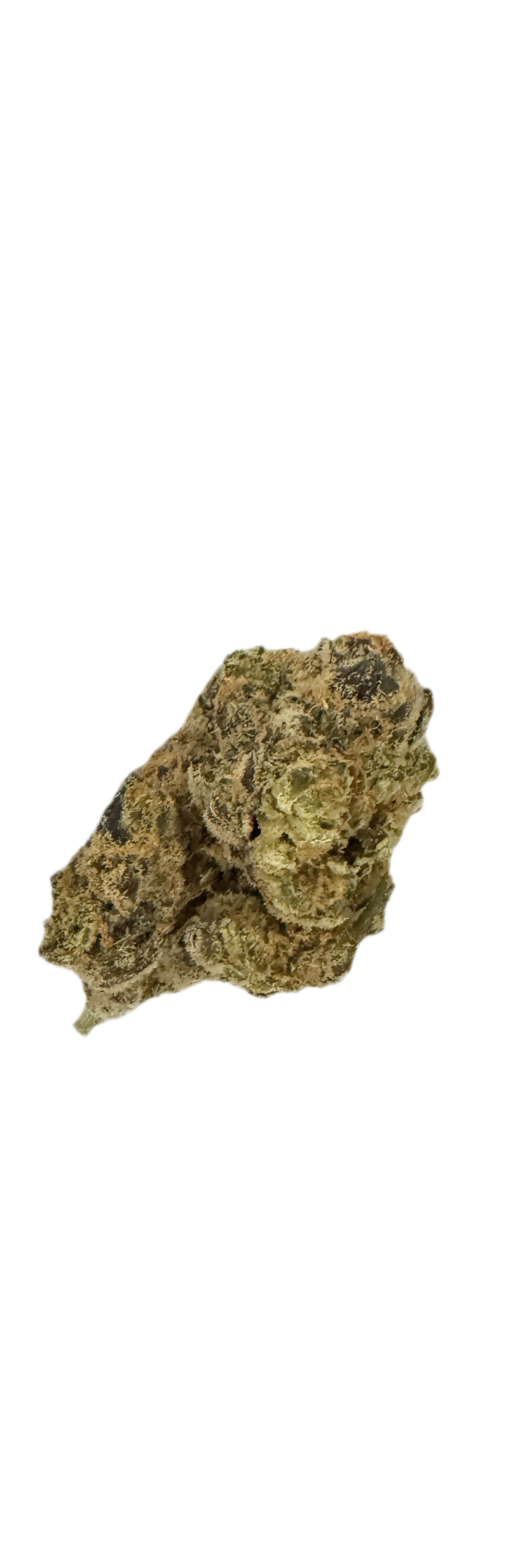Apollo Aurora 30/1 Cream Cake 22