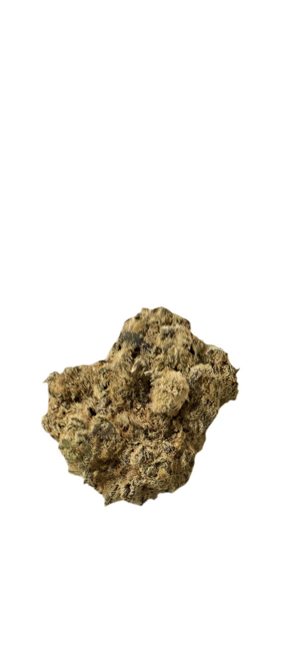 Bathera 29/1 CA TK Triangle Kush