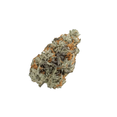 Fragment of rough coral rock with gray white and orange brown patches against a black background