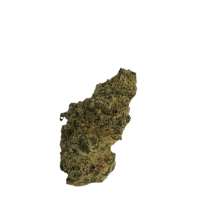 Close-up of a small dried cannabis bud against a black background